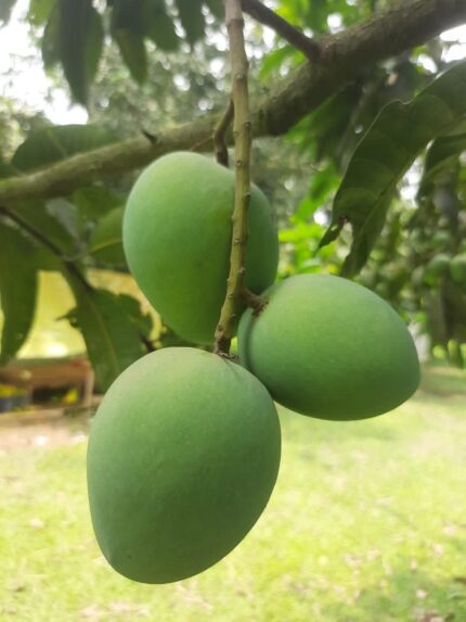 হাঁড়িভাঙ্গা রংপুর
