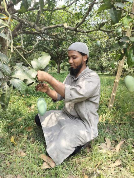 ফজলি রাজশাহী/চাঁপাইনবাবগঞ্জ