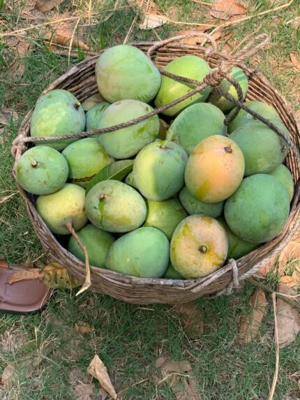 সাতক্ষীরায় গৌবিন্দভোগ আম